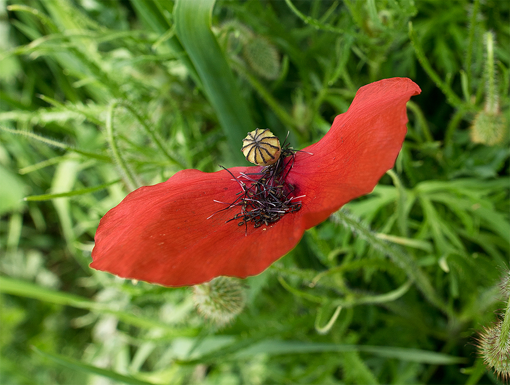 Normandie 05 - 2016_KA79613-1 Kopie-1 Kopie.jpg